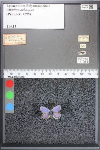 Media type: image;   Entomology 54121